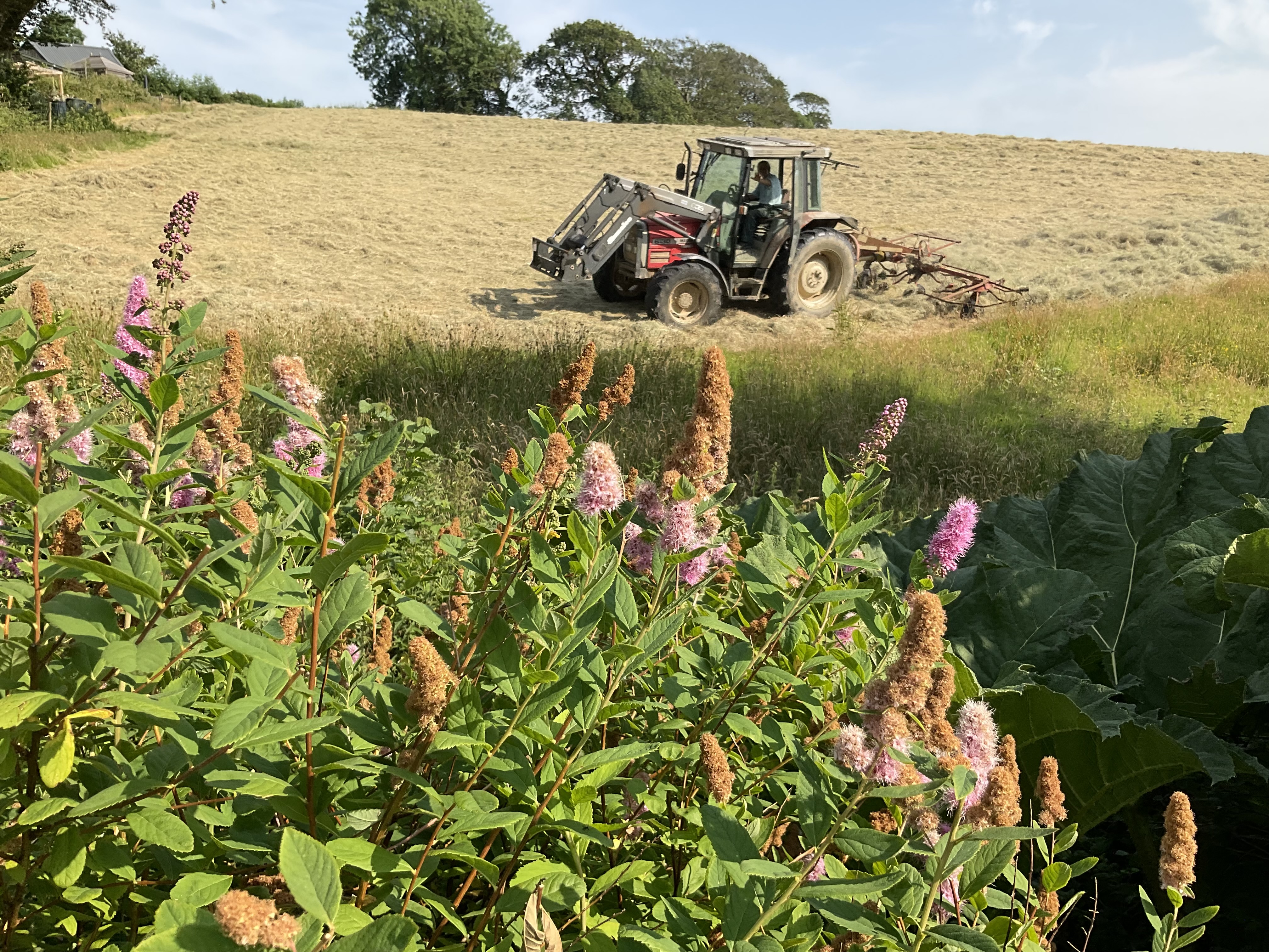 Photo of A tractor in a field raking hay